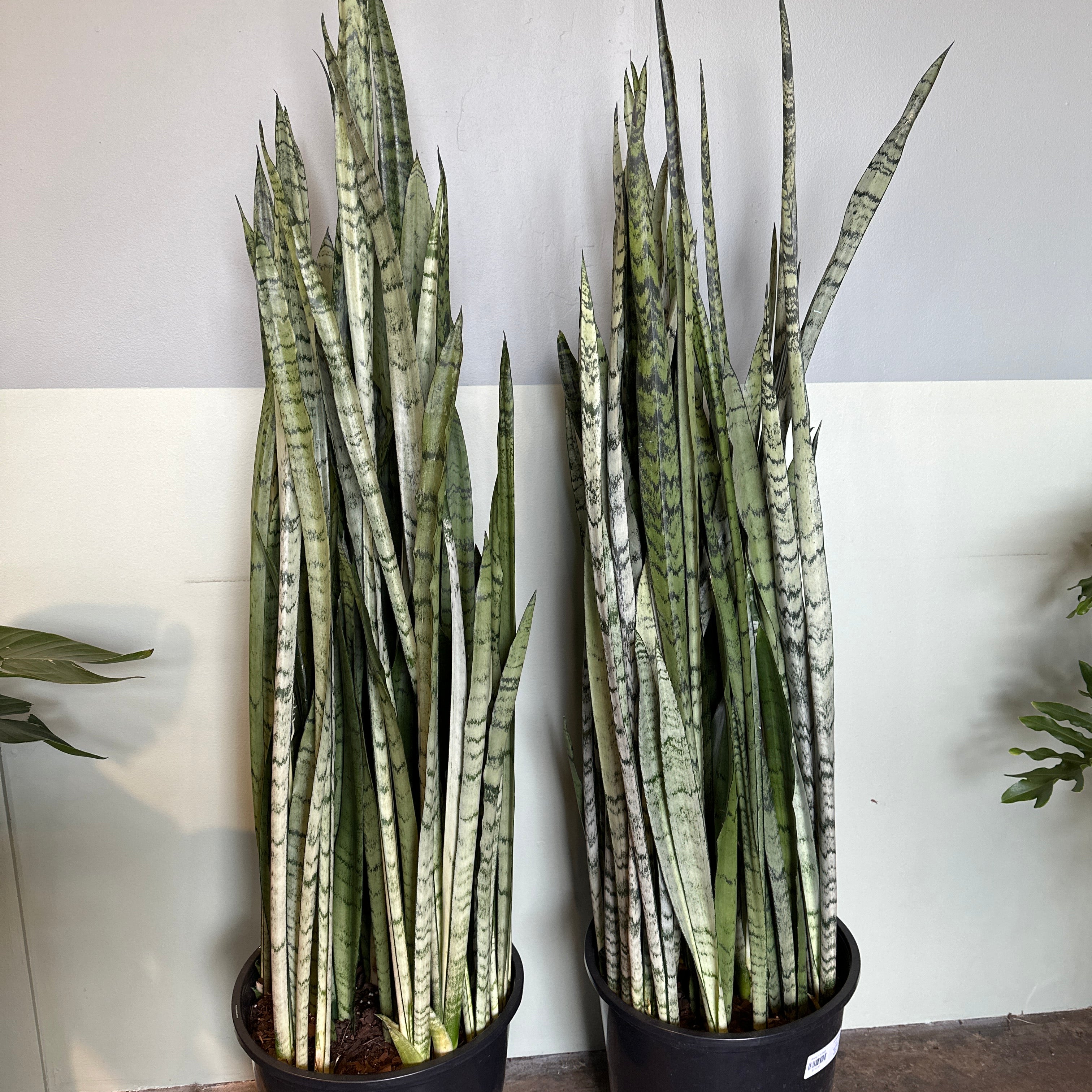growing art sansevieria Sansevieria trifasciata 'Spearmint' | House Plants