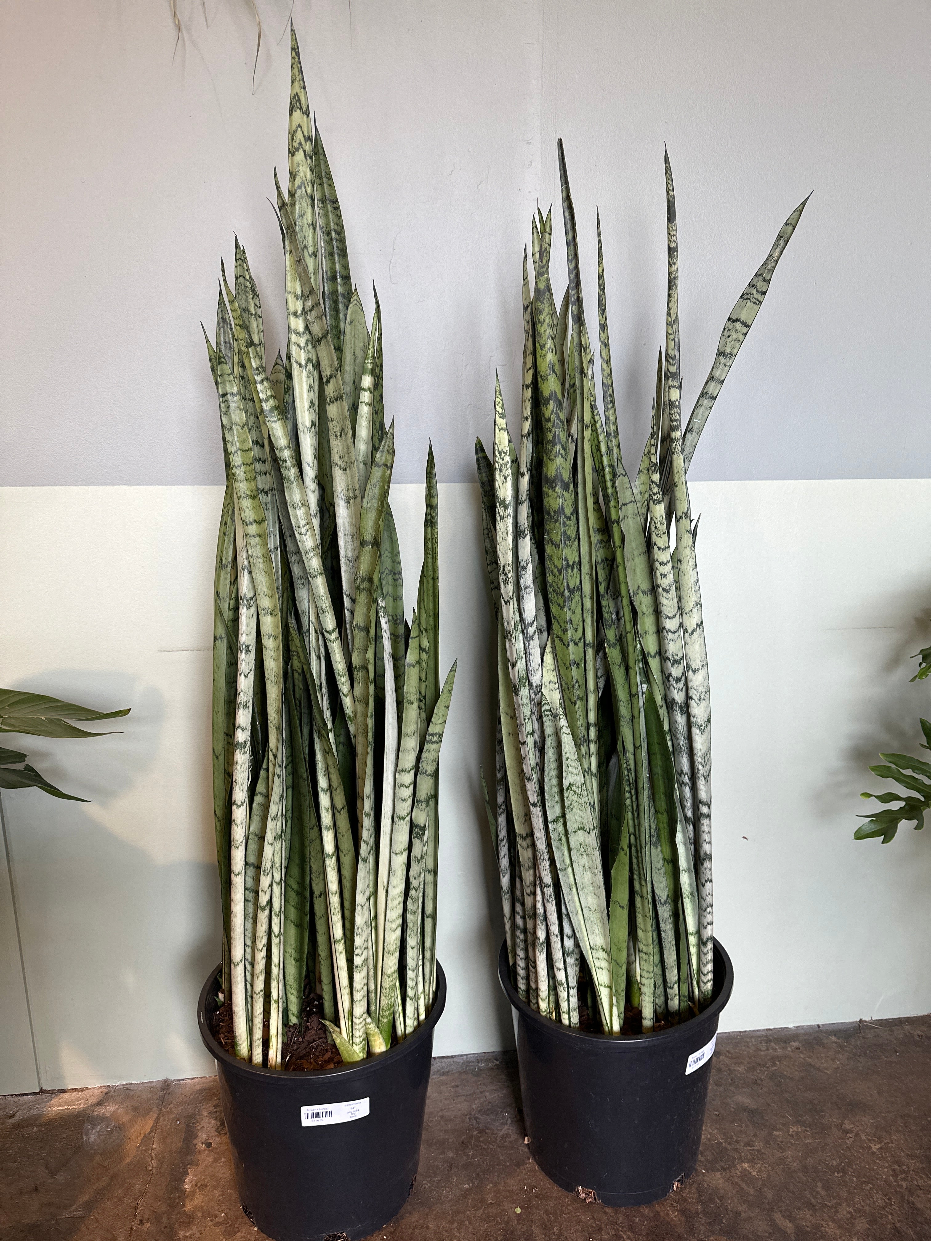 sansevieria spearmint sansevieria from flower + furbish Shop now at flower + furbish