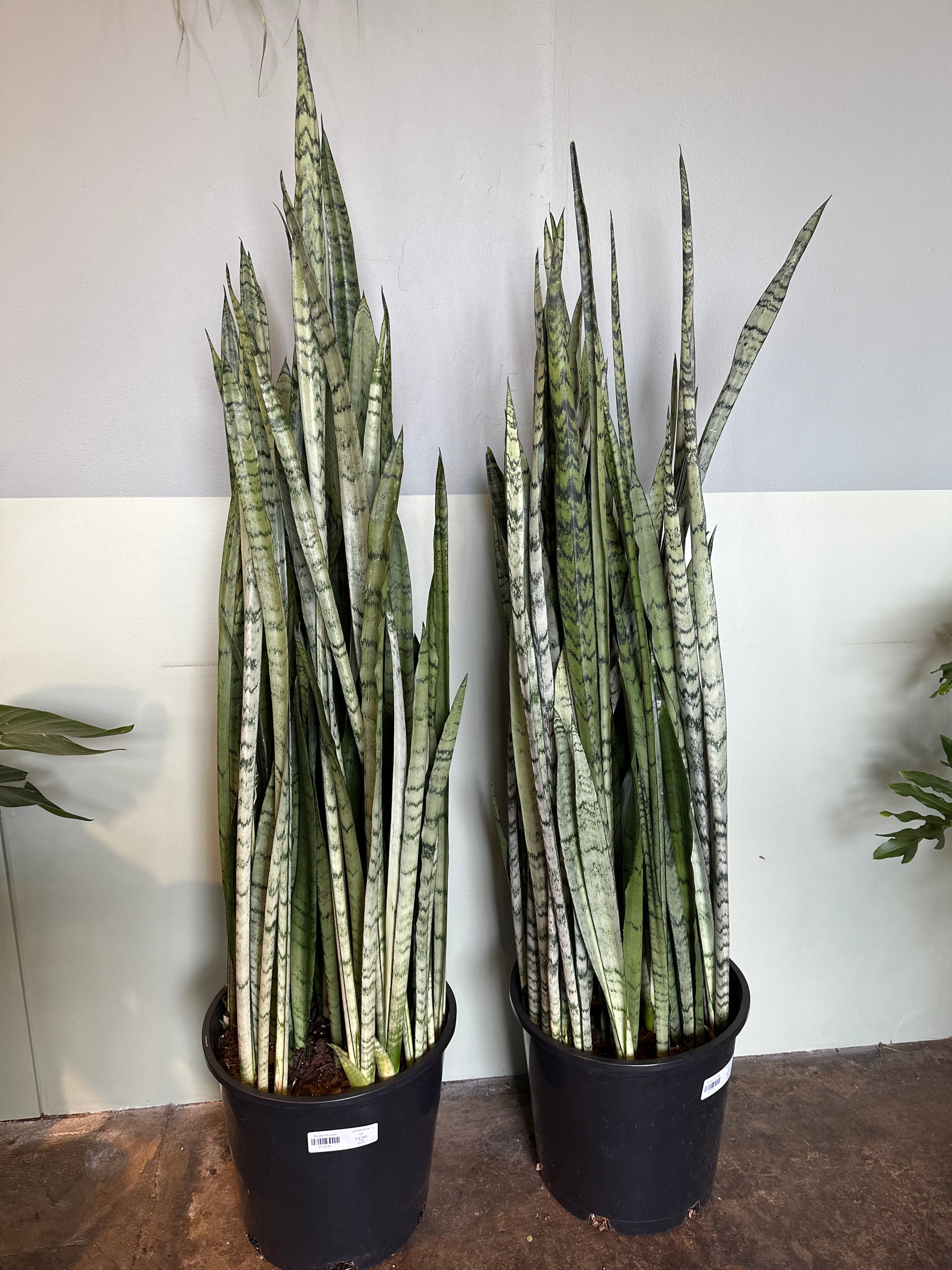sansevieria shop Sansevieria trifasciata 'Spearmint' | House Plants