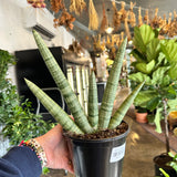 sansevieria starfish sansevieria from flower + furbish Shop now at flower + furbish