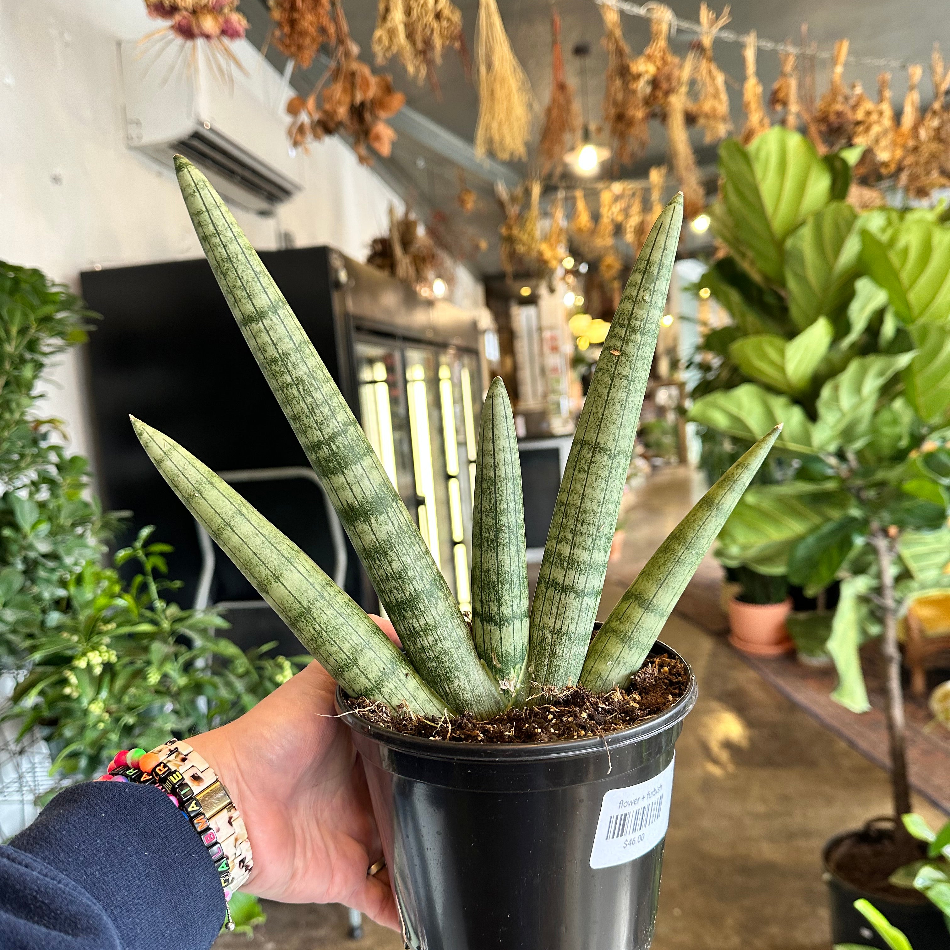sansevieria starfish sansevieria from flower + furbish Shop now at flower + furbish