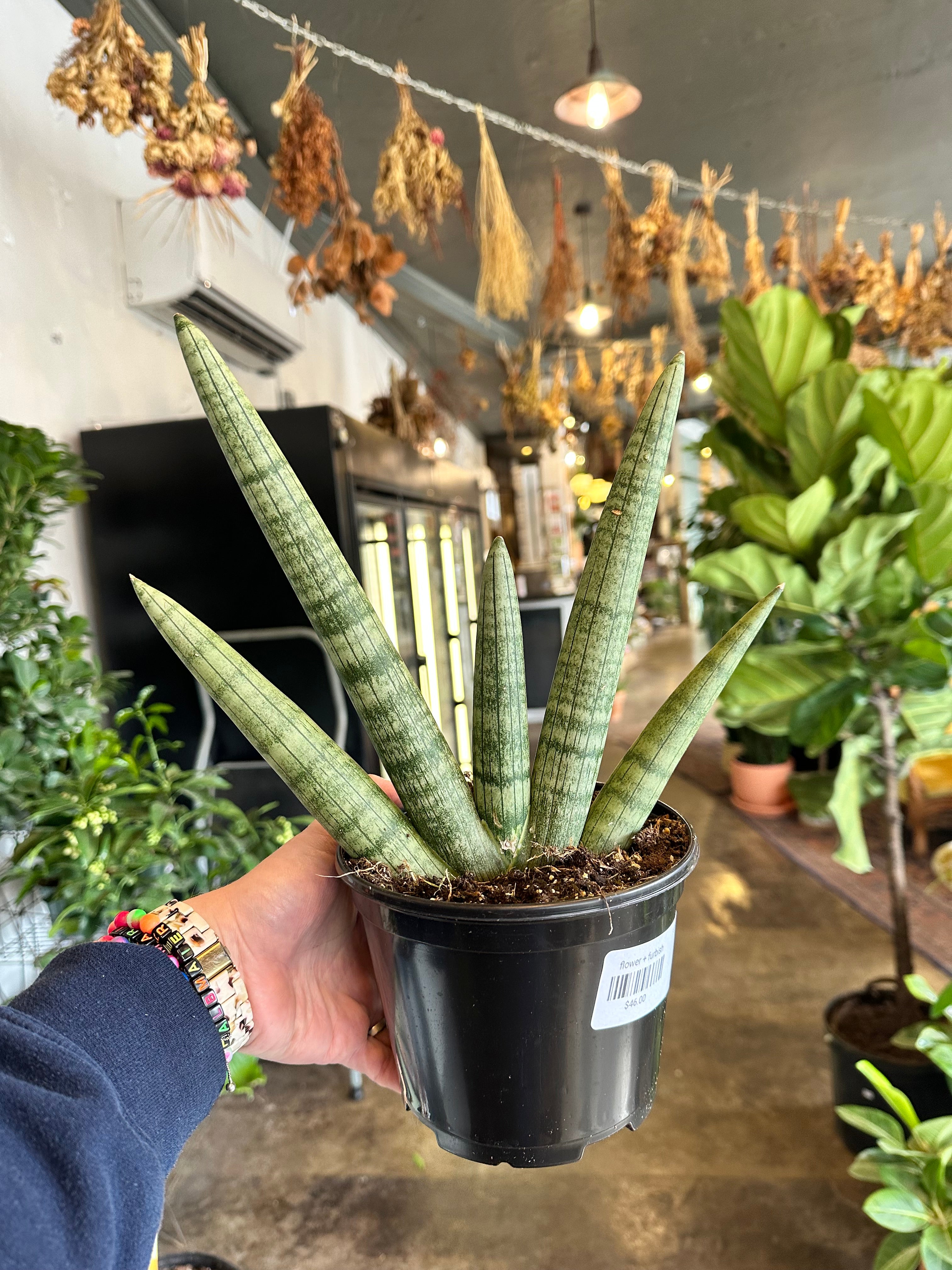 sansevieria starfish sansevieria from flower + furbish Shop now at flower + furbish