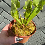 sarracenia (trumpet pitcher) shop now at flower + furbishbright light, carnivorous plant, moist, Non toxic