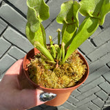 sarracenia (trumpet pitcher) shop now at flower + furbishbright light, carnivorous plant, moist, Non toxic