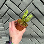 sarracenia (trumpet pitcher) shop now at flower + furbishbright light, carnivorous plant, moist, Non toxic