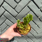 sarracenia (trumpet pitcher) shop now at flower + furbishbright light, carnivorous plant, moist, Non toxic