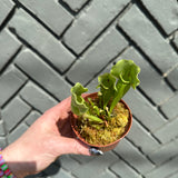 sarracenia (trumpet pitcher) shop now at flower + furbishbright light, carnivorous plant, moist, Non toxic