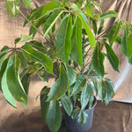 schefflera amate (dwarf umbrella tree) schefflera from flower + furbish Shop now at flower + furbish