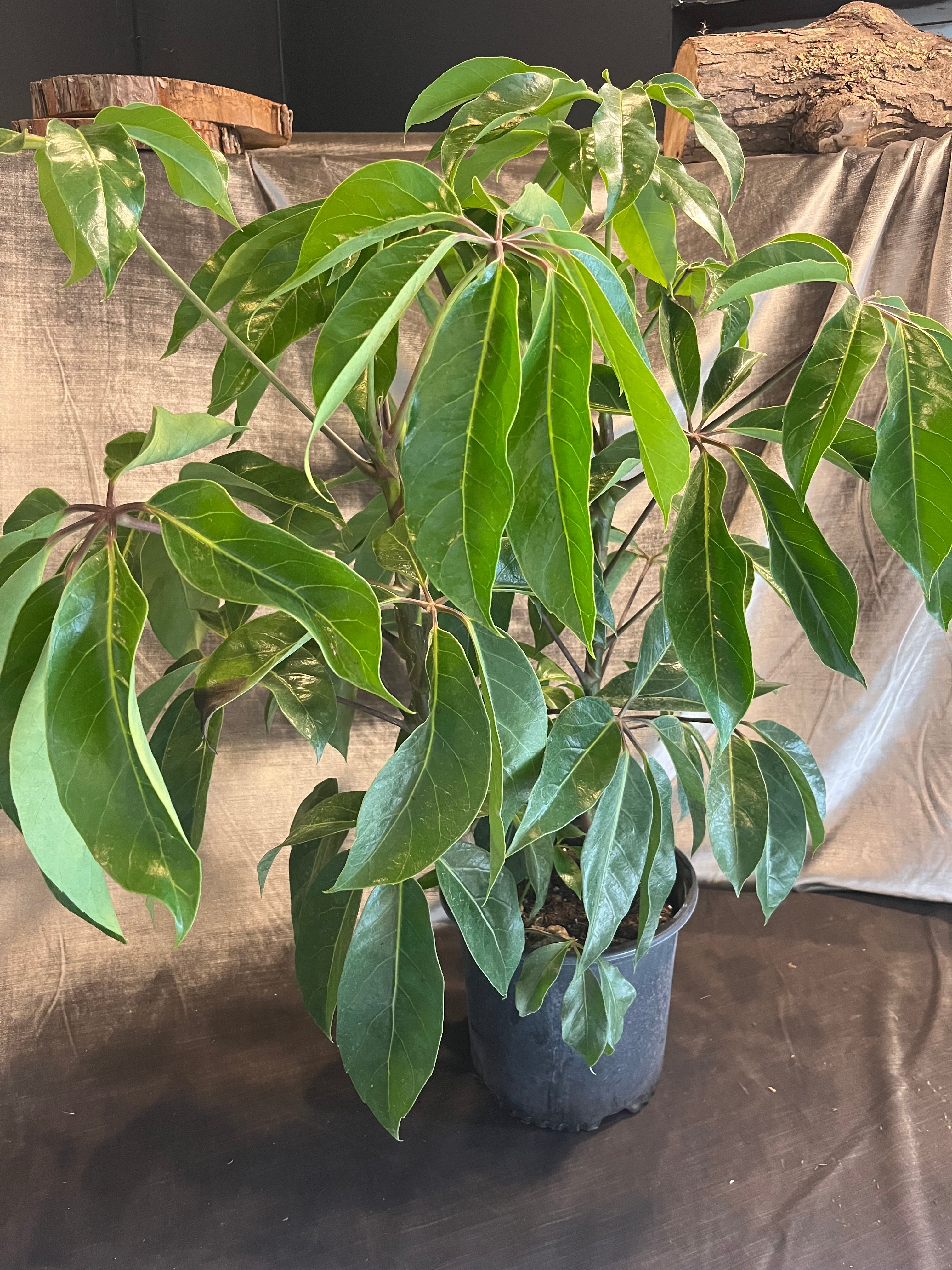 schefflera amate (dwarf umbrella tree) schefflera from flower + furbish Shop now at flower + furbish