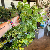 scindapsus pictus (silver ann) Scindapsus from flower + furbish Shop now at flower + furbish