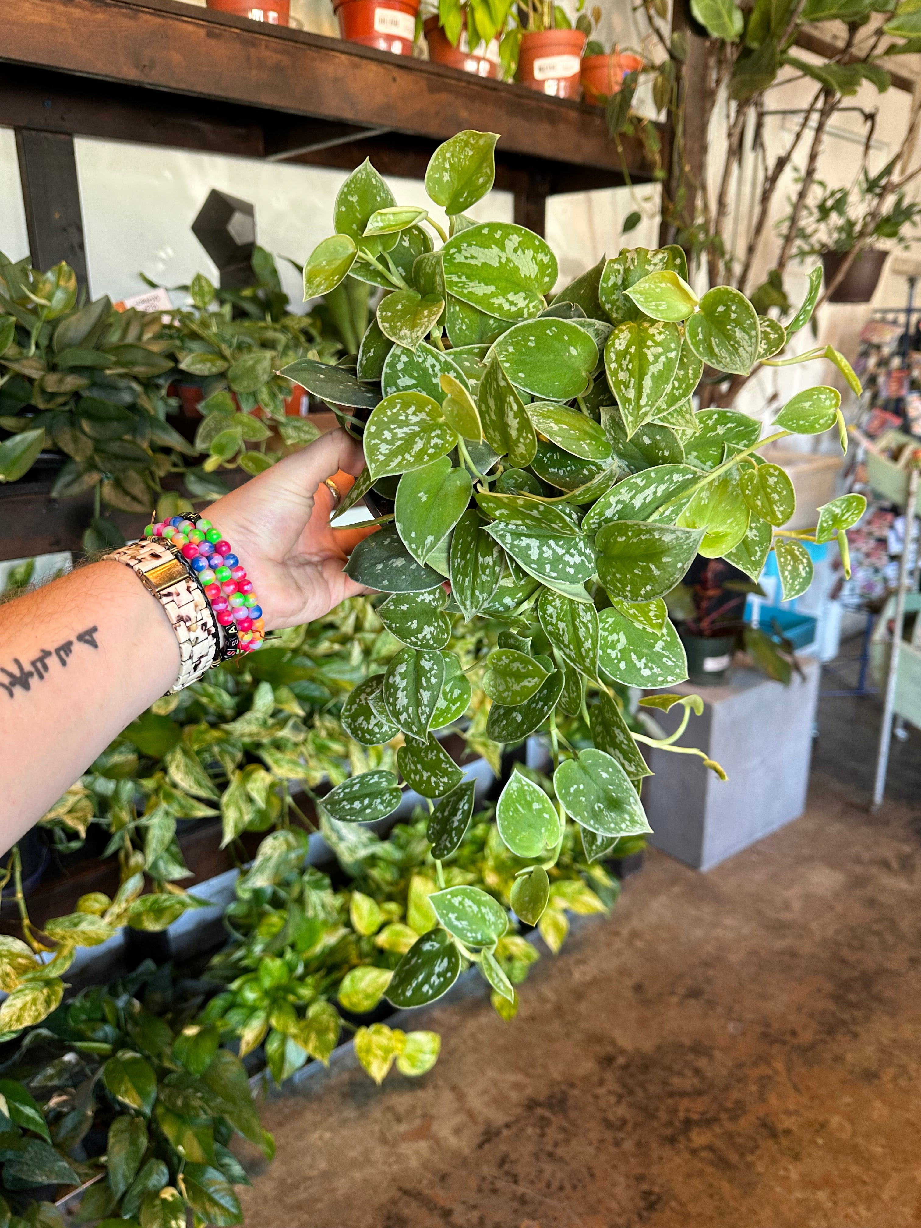 scindapsus pictus (silver ann) Scindapsus from flower + furbish Shop now at flower + furbish