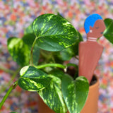 be you plant stick plant stick from flower + furbish Shop now at flower + furbish