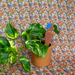 be you plant stick plant stick from flower + furbish Shop now at flower + furbish