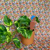 be you plant stick plant stick from flower + furbish Shop now at flower + furbish