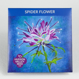 hudson valley spider flower seeds