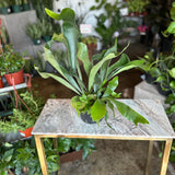 platycerium bifurcatum (staghorn fern)