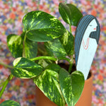 be you plant stick plant stick from flower + furbish Shop now at flower + furbish