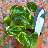 be you plant stick plant stick from flower + furbish Shop now at flower + furbish