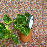 be you plant stick plant stick from flower + furbish Shop now at flower + furbish