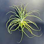 airplant (tillandsia streptophylla) shop now at flower + furbishairplant