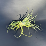 airplant (tillandsia streptophylla) shop now at flower + furbishairplant