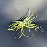 airplant (tillandsia streptophylla) shop now at flower + furbishairplant