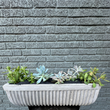 succulent garden