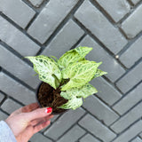 syngonium podophyllum (batik)