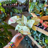 syngonium podophyllum (milk confetti) Syngonium from flower + furbish Shop now at flower + furbish