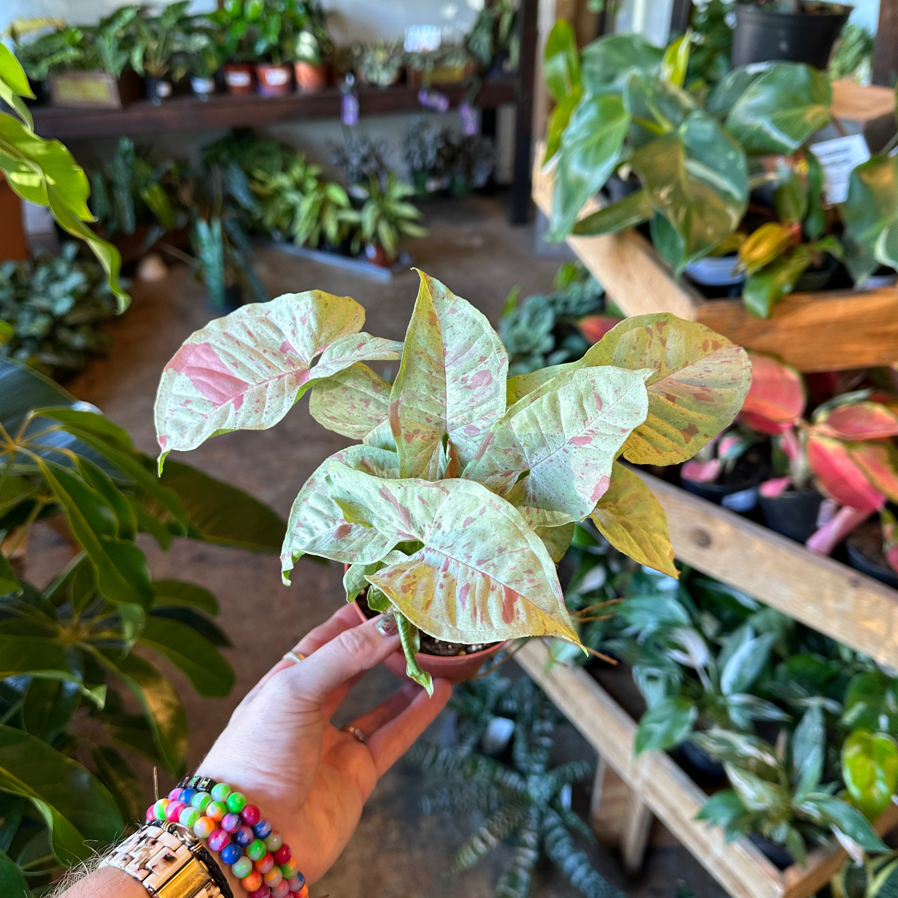 syngonium podophyllum (milk confetti) Syngonium from flower + furbish Shop now at flower + furbish
