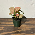 syngonium neon pink Syngonium from flower + furbish Shop now at flower + furbish