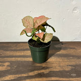 syngonium neon pink Syngonium from flower + furbish Shop now at flower + furbish