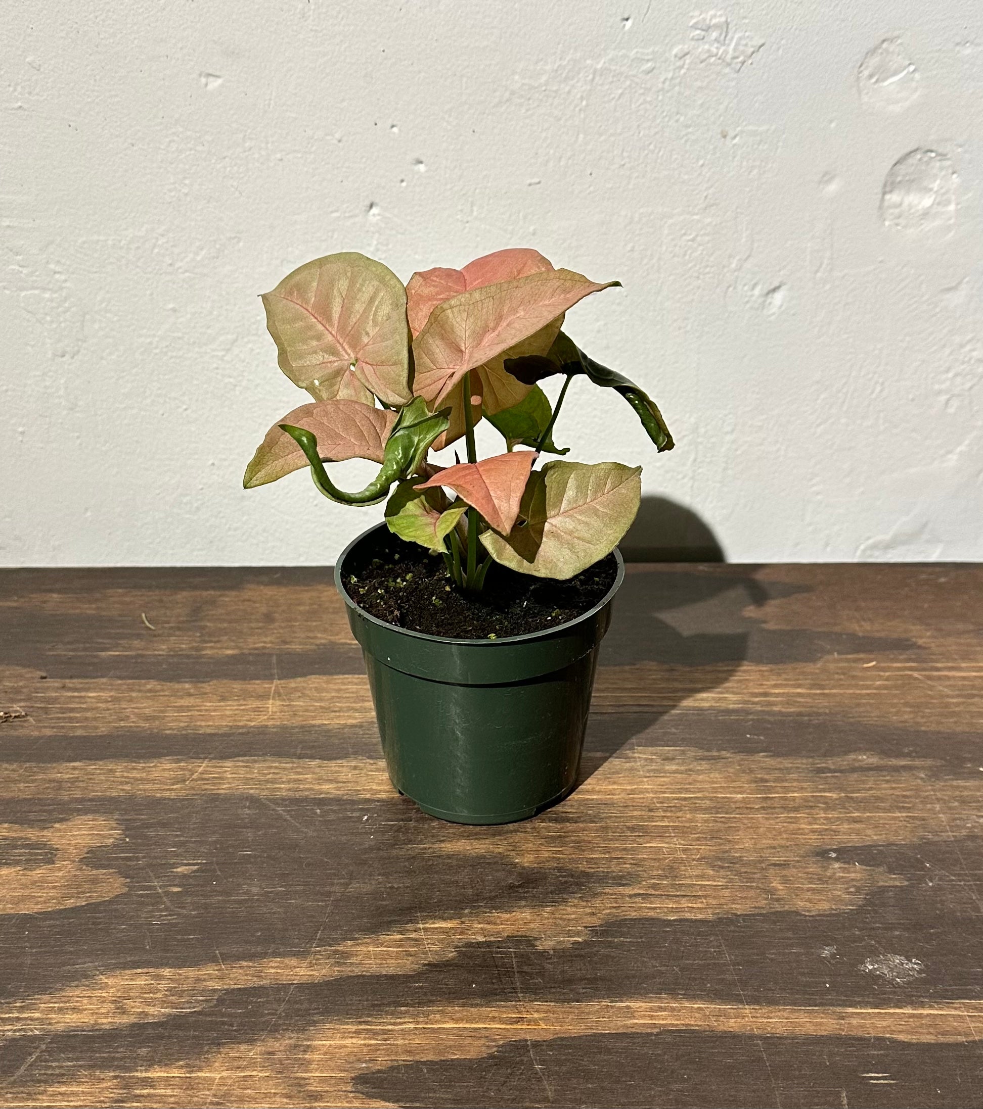 syngonium neon pink Syngonium from flower + furbish Shop now at flower + furbish