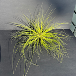 airplant (tillandsia remota) shop now at flower + furbishairplant
