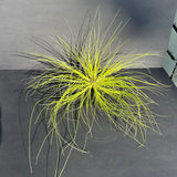 airplant (tillandsia remota) shop now at flower + furbishairplant