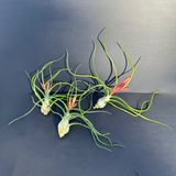 airplant (tillandsia bulbosa) shop now at flower + furbishairplant