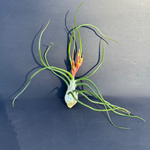 airplant (tillandsia bulbosa) shop now at flower + furbishairplant