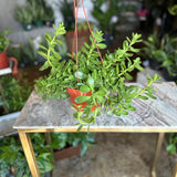 senecio jacobsensii (trailing jade plant)
