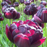 tulip black hero shop now at flower + furbishBulbs, garden, shipping