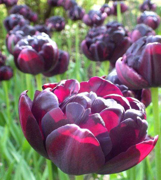 tulip black hero shop now at flower + furbishBulbs, garden, shipping