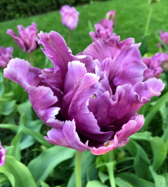 tulip blue parrot shop now at flower + furbishBulbs, garden, shipping