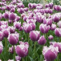 tulip cummins bulb from flower + furbish Shop now at flower + furbish