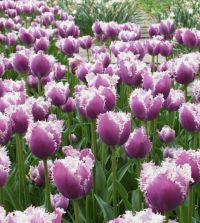 tulip cummins bulb from flower + furbish Shop now at flower + furbish