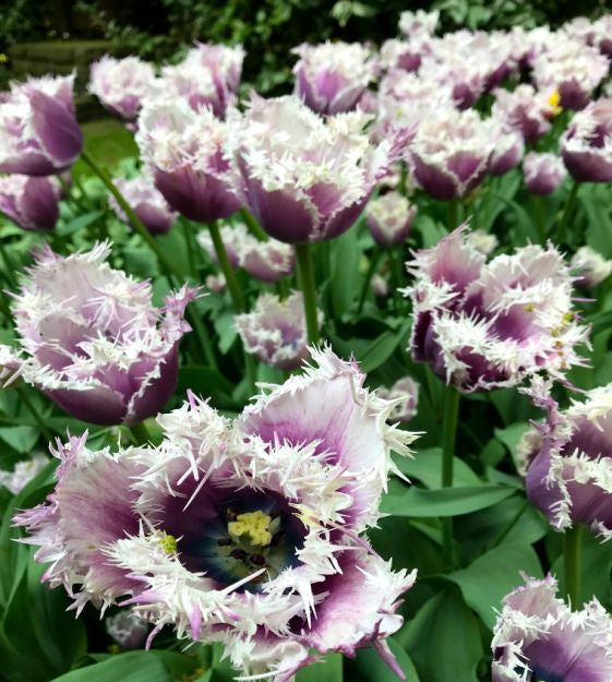 tulip cummins bulb from flower + furbish Shop now at flower + furbish