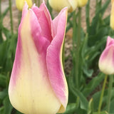 tulip elegant lady