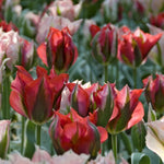 tulip esperanto bulb from flower + furbish Shop now at flower + furbish