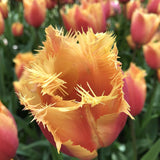tulip lambada