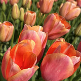 tulip menton