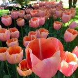 tulip menton bulb from flower + furbish Shop now at flower + furbish