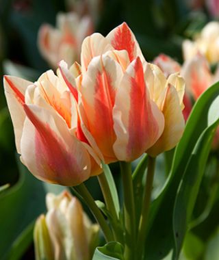 tulip quebec shop now at flower + furbishBulbs, garden, shipping